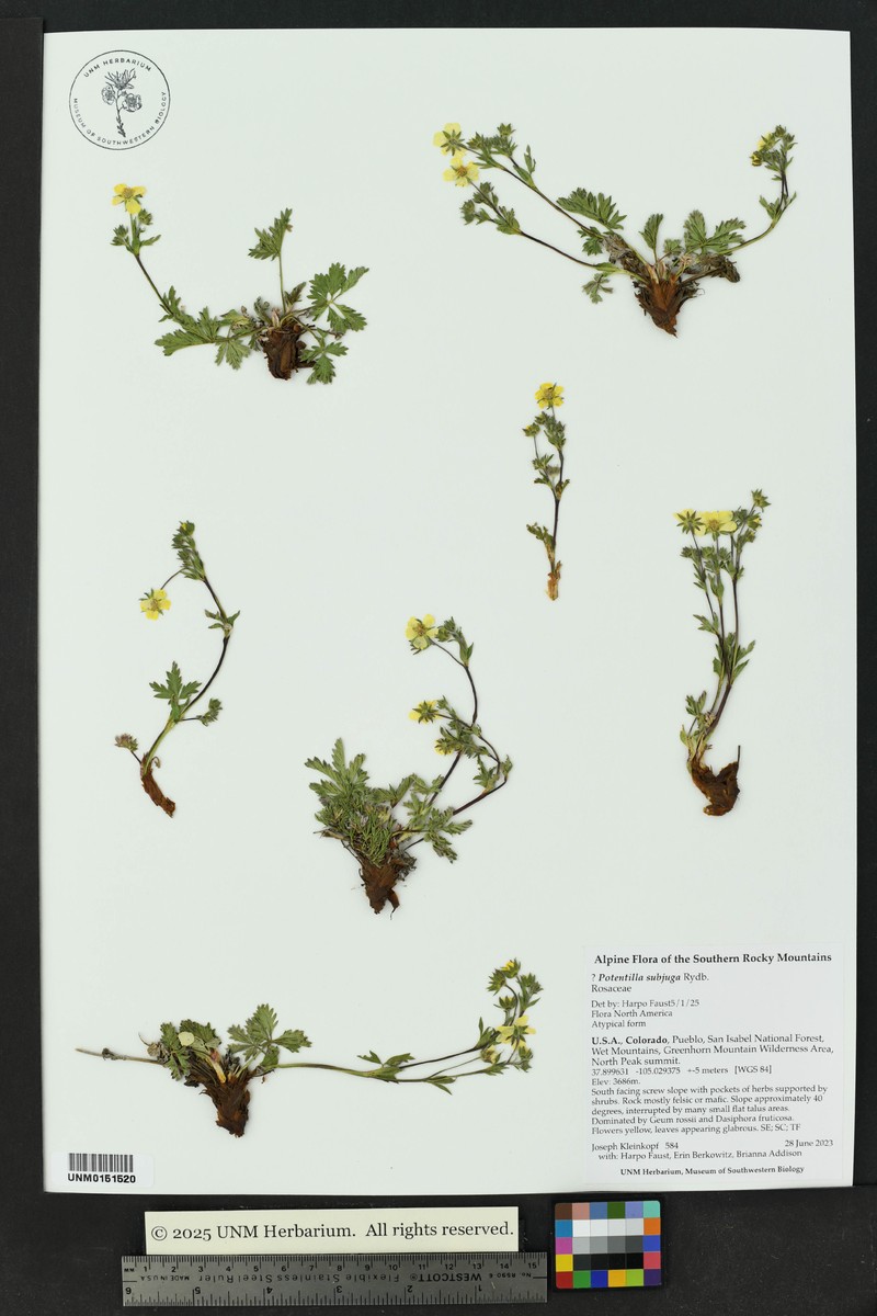Colorado Cinquefoil photo 5