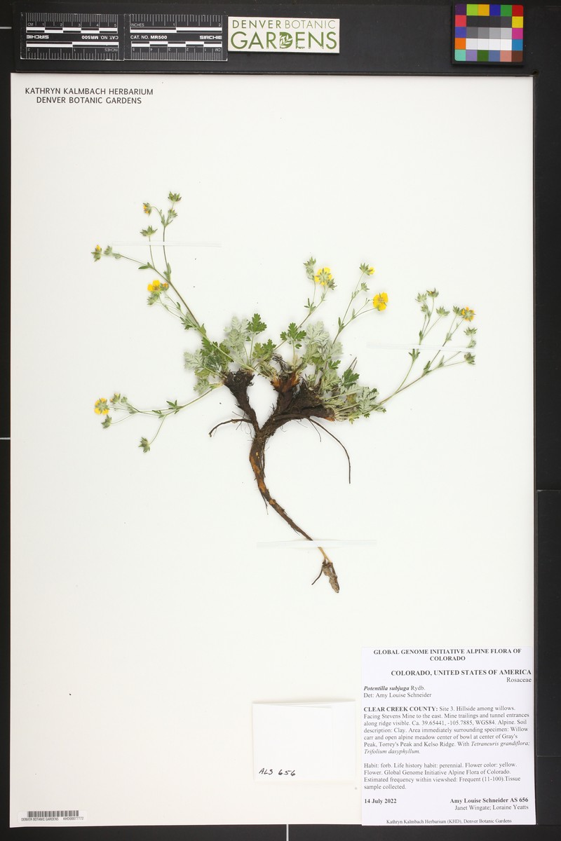 Colorado Cinquefoil photo 8