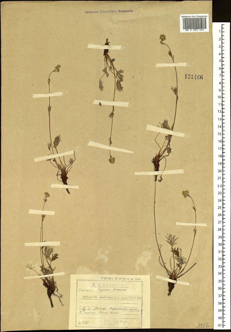 Potentilla subpalmata