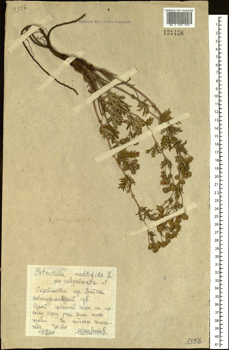 Potentilla subpalmata photo 2