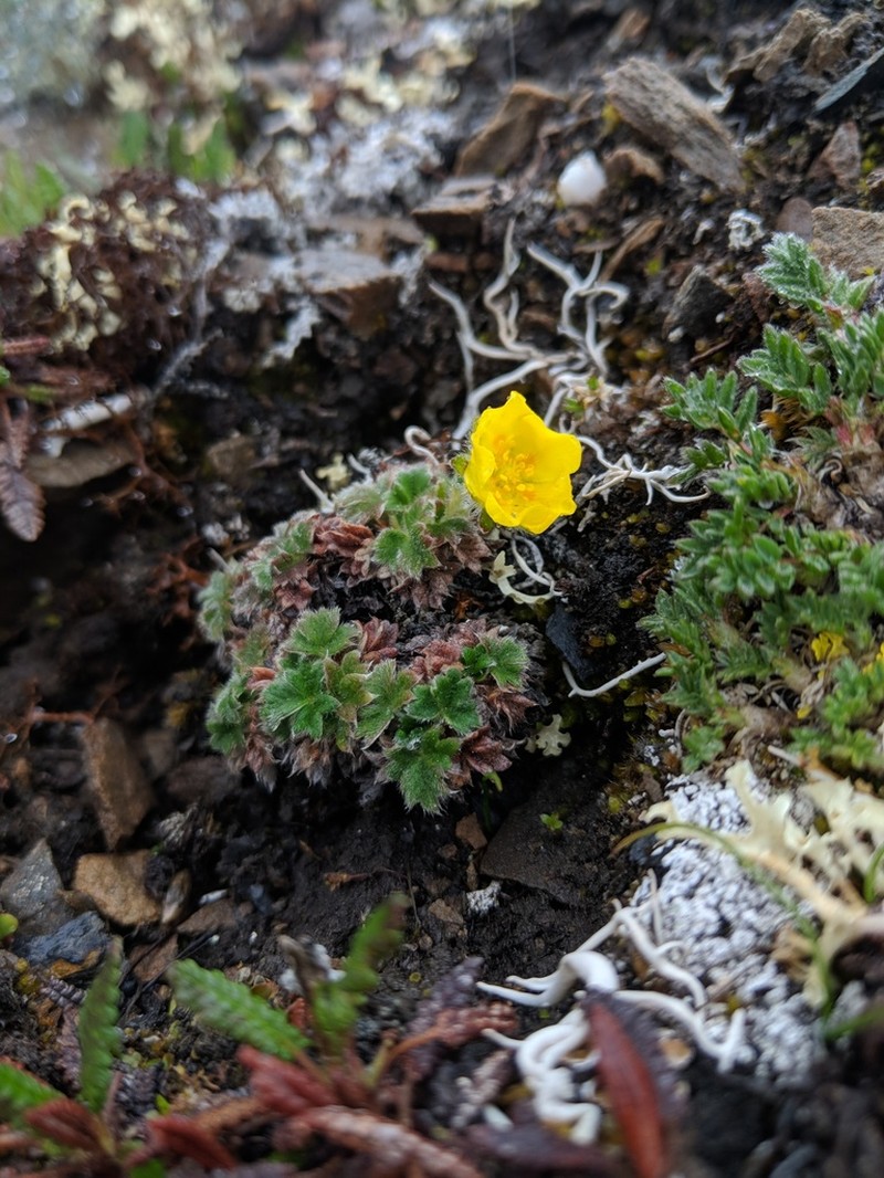 Potentilla subvahliana photo 2