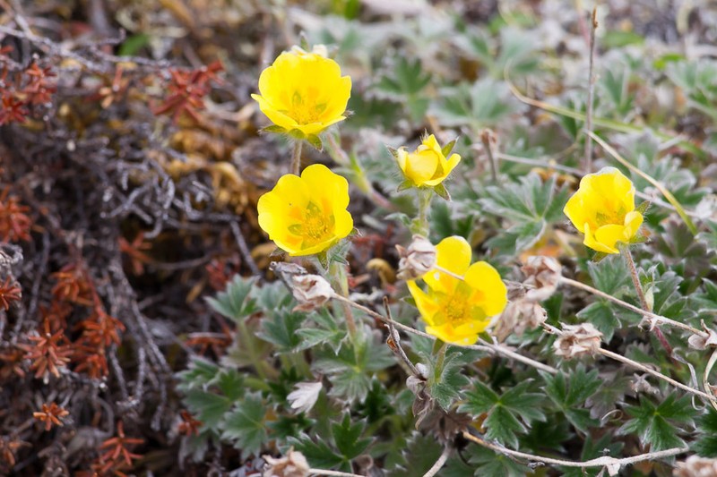 Potentilla subvahliana photo 4