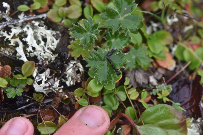 Potentilla subvahliana photo 5