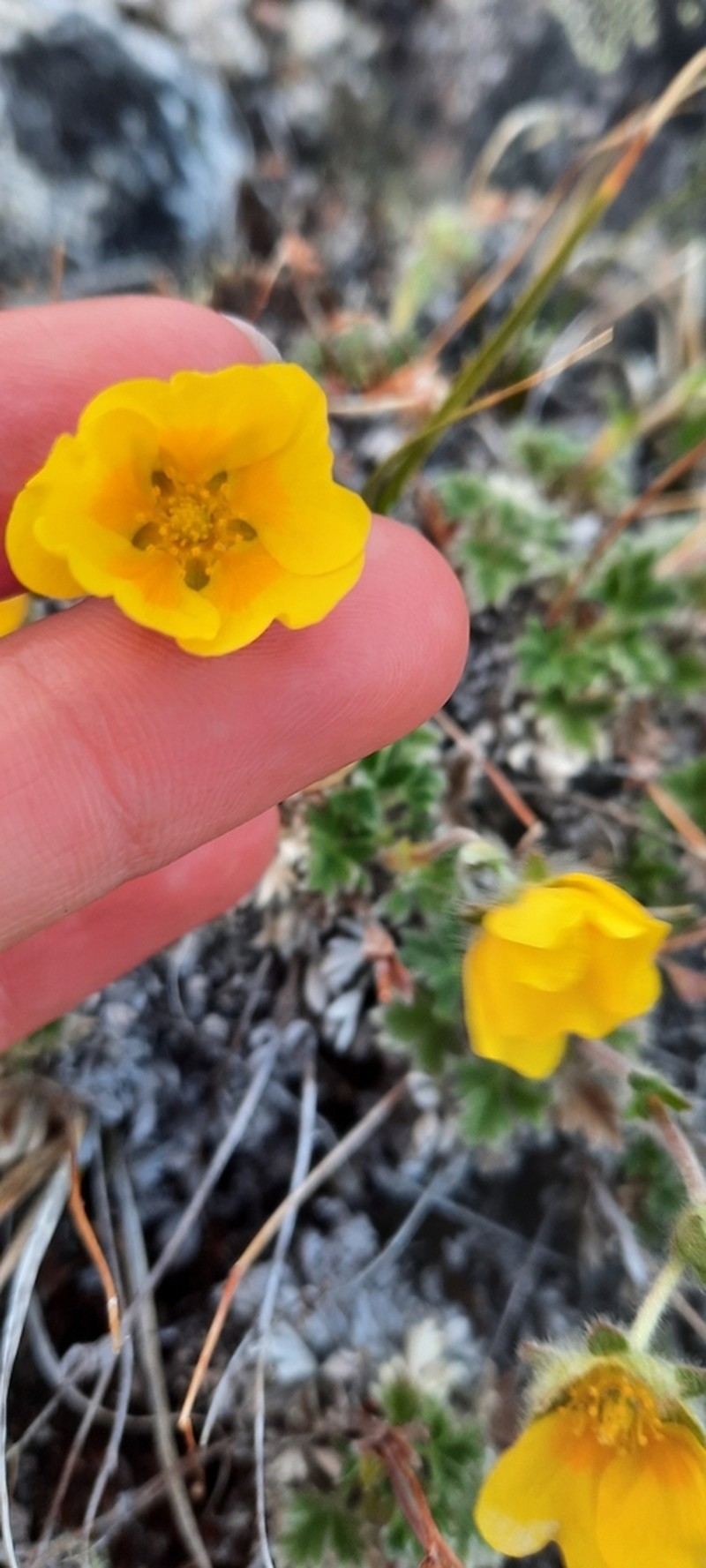 Potentilla subvahliana photo 6