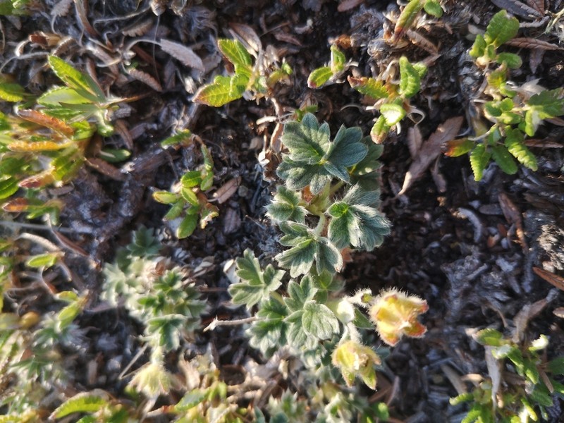Potentilla subvahliana photo 7