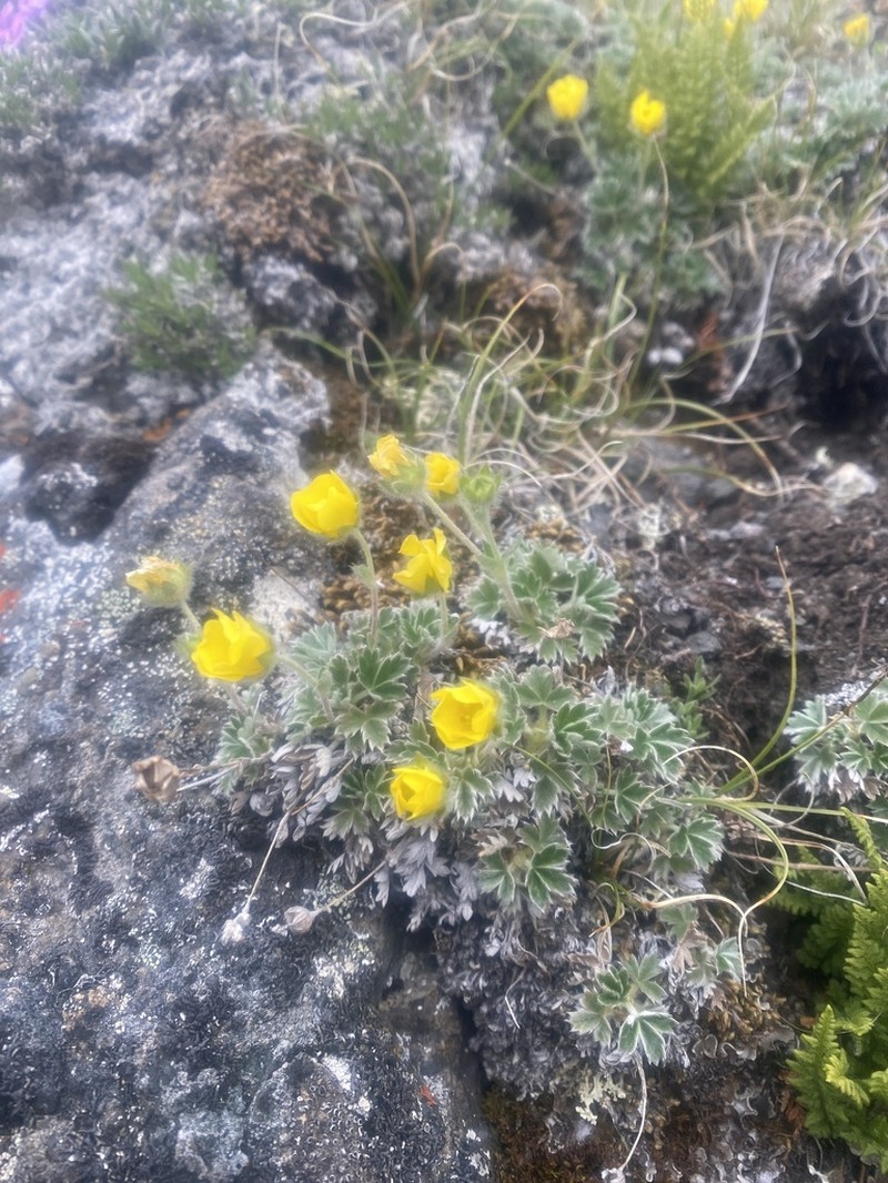 Potentilla subvahliana photo 8