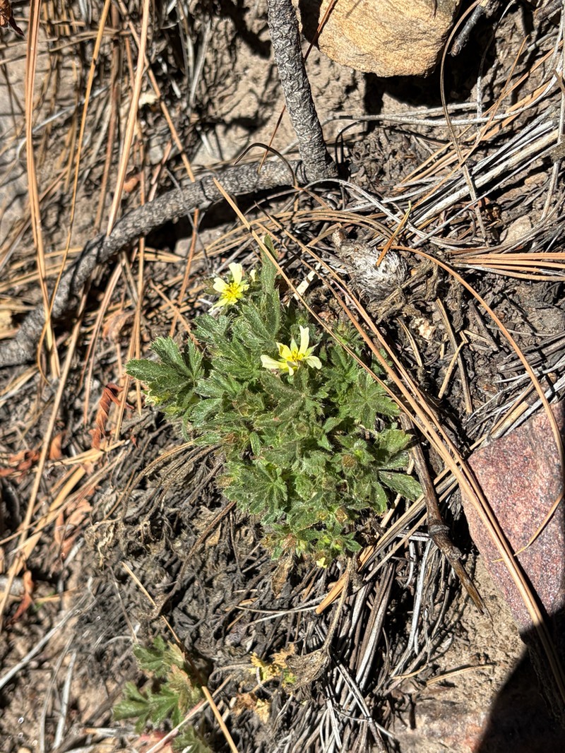 Navajo Cinquefoil