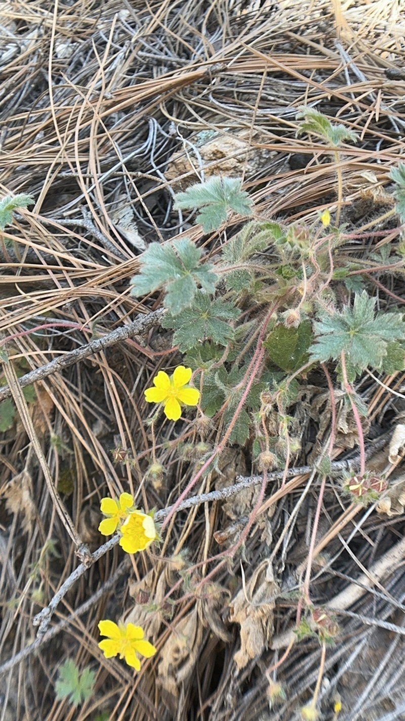 Navajo Cinquefoil photo 2
