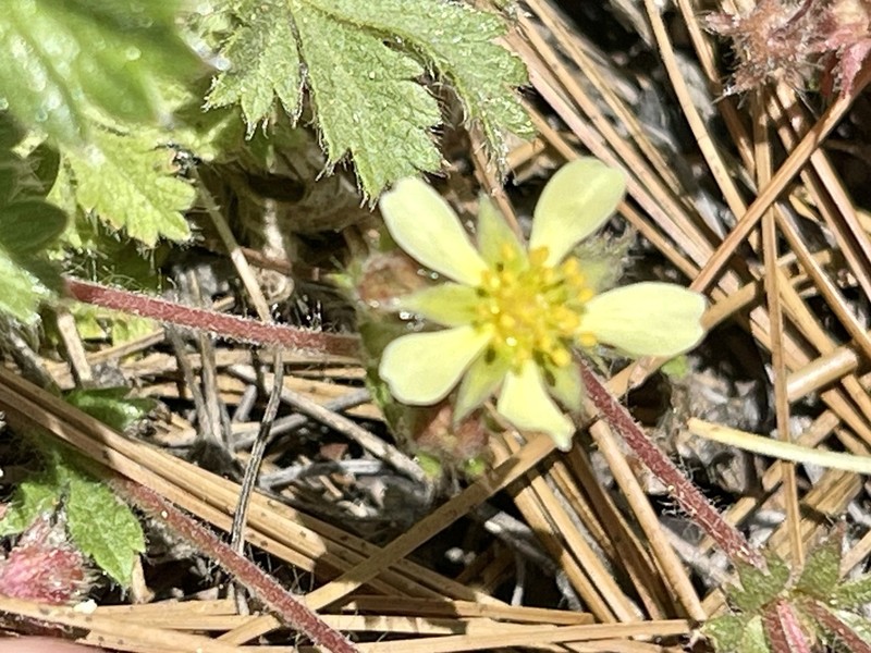 Navajo Cinquefoil photo 3