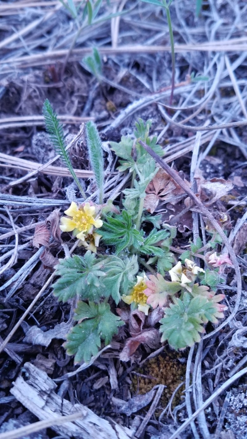 Navajo Cinquefoil photo 4