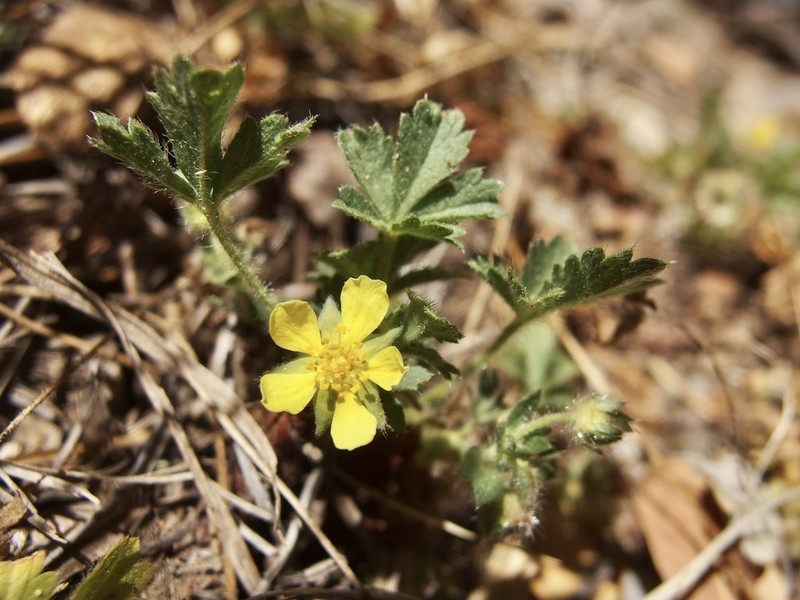 Navajo Cinquefoil photo 5