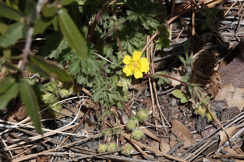 Navajo Cinquefoil photo 6