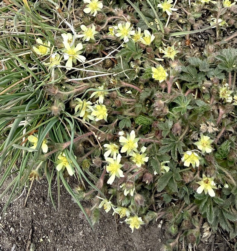 Navajo Cinquefoil photo 7