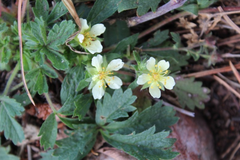 Navajo Cinquefoil photo 8