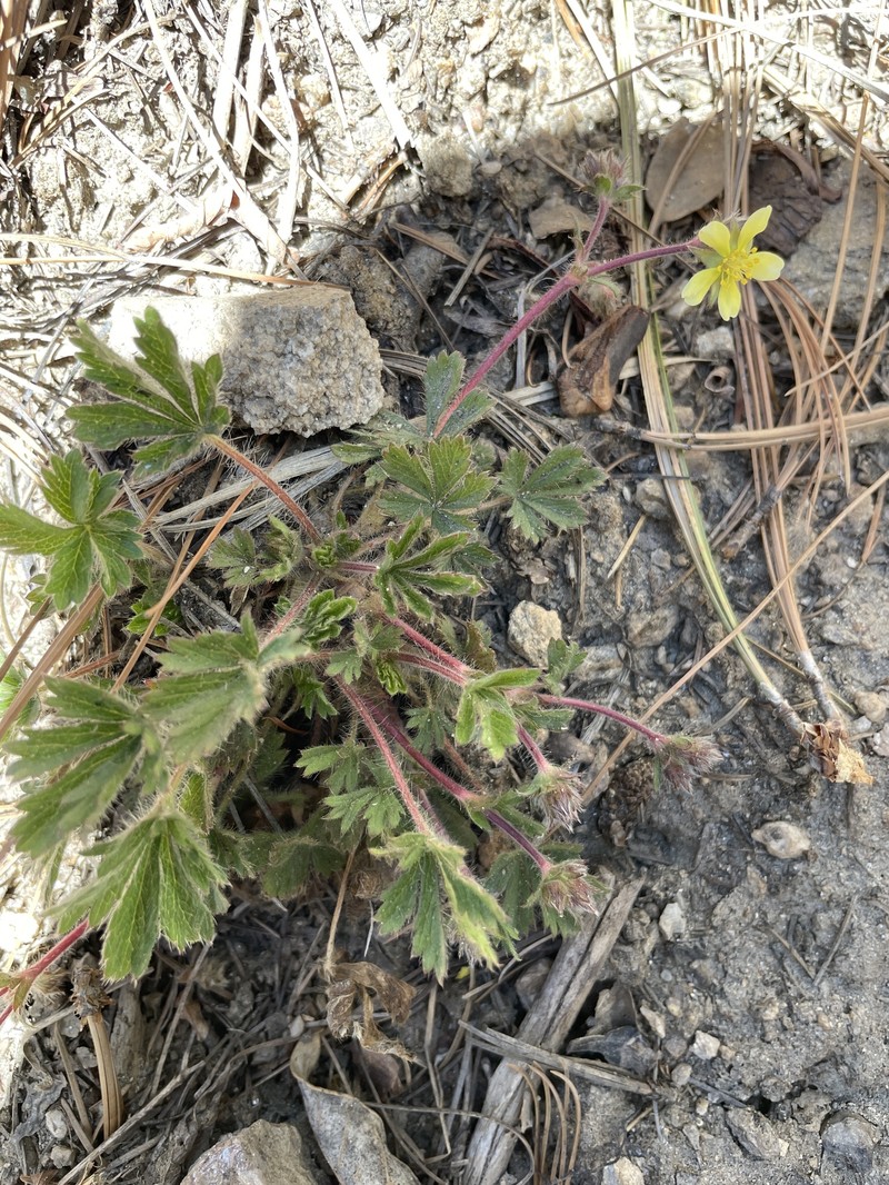 Potentilla subviscosa var. ramulosa