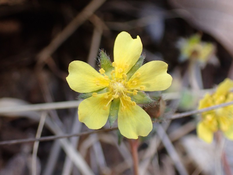 Potentilla subviscosa var. ramulosa photo 2