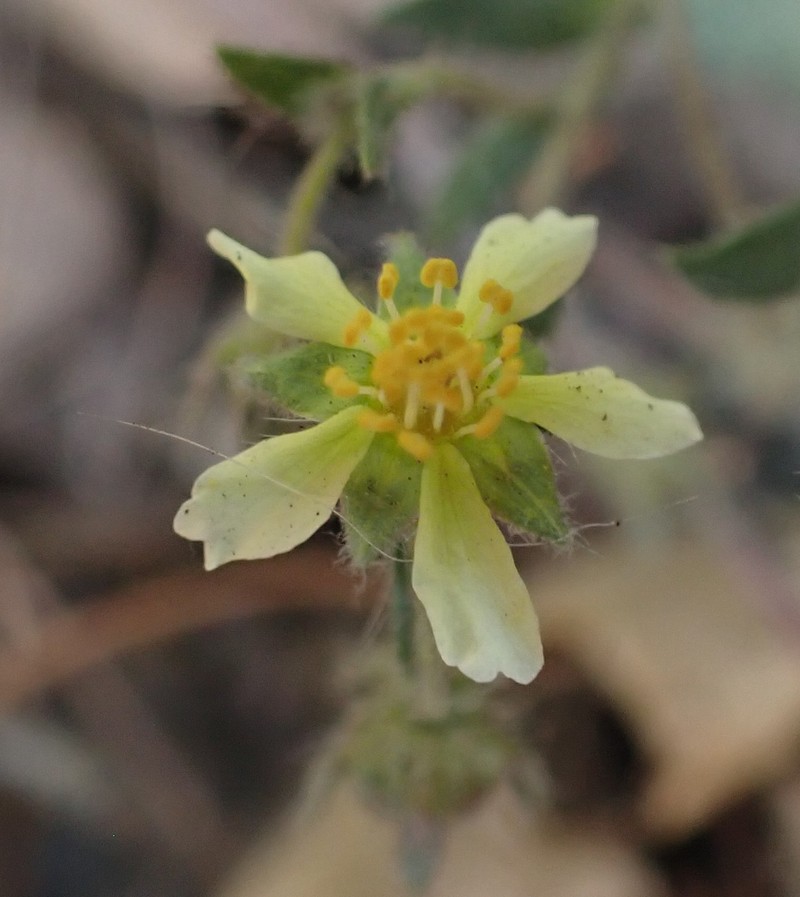 Potentilla subviscosa var. ramulosa photo 3