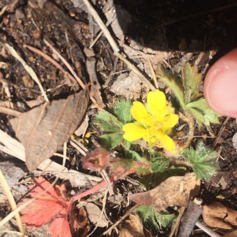 Potentilla subviscosa var. ramulosa photo 4