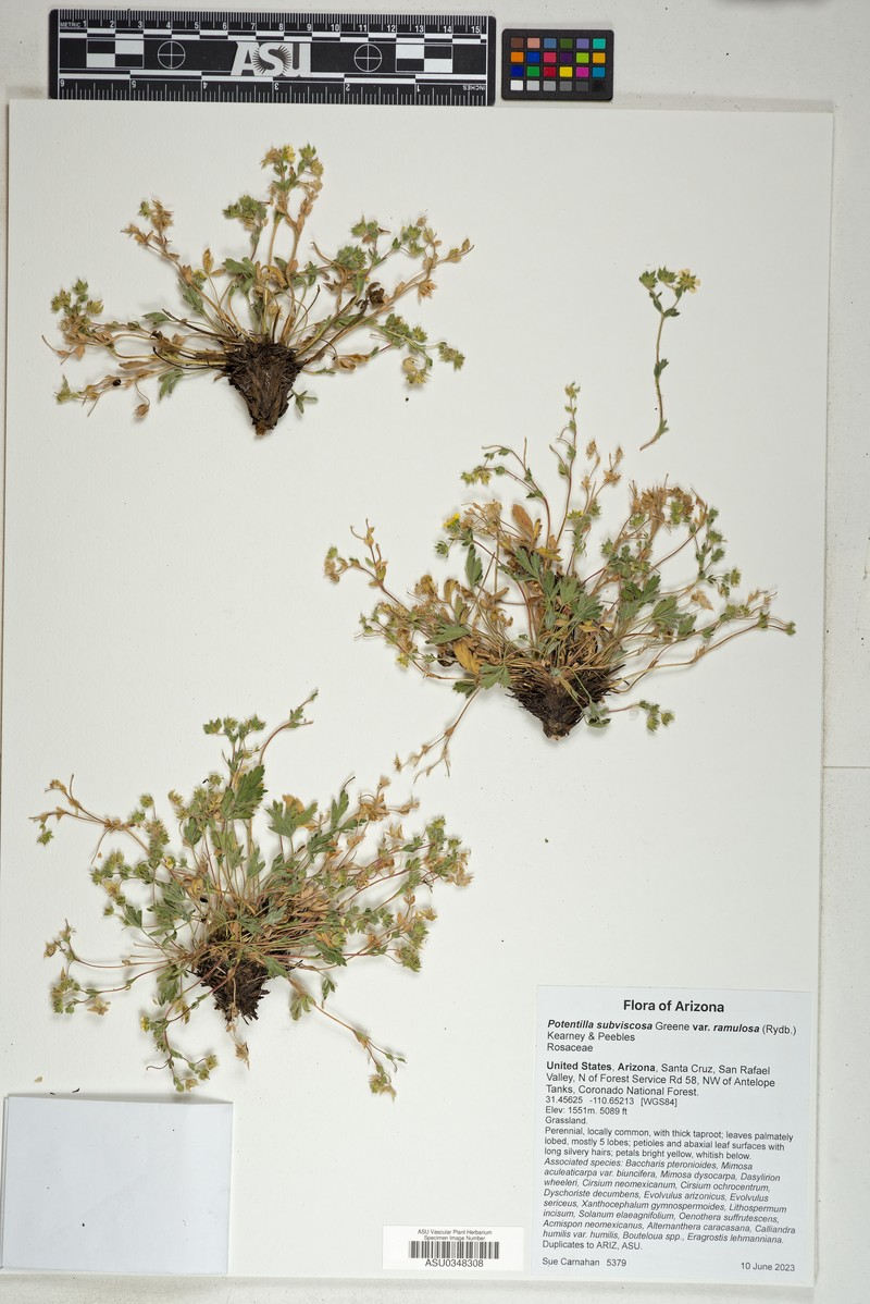Potentilla subviscosa var. ramulosa photo 5