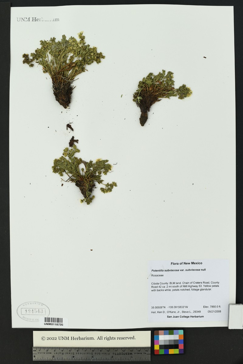 Potentilla subviscosa var. subviscosa