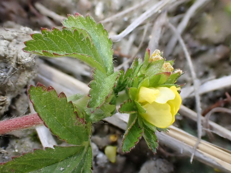 Potentilla sundaica photo 2