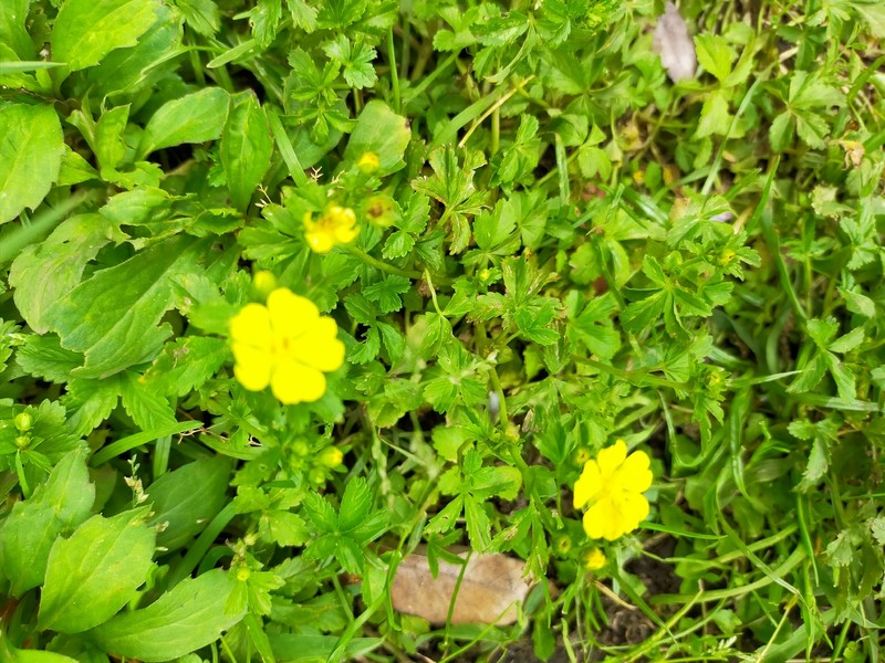 Potentilla sundaica photo 3