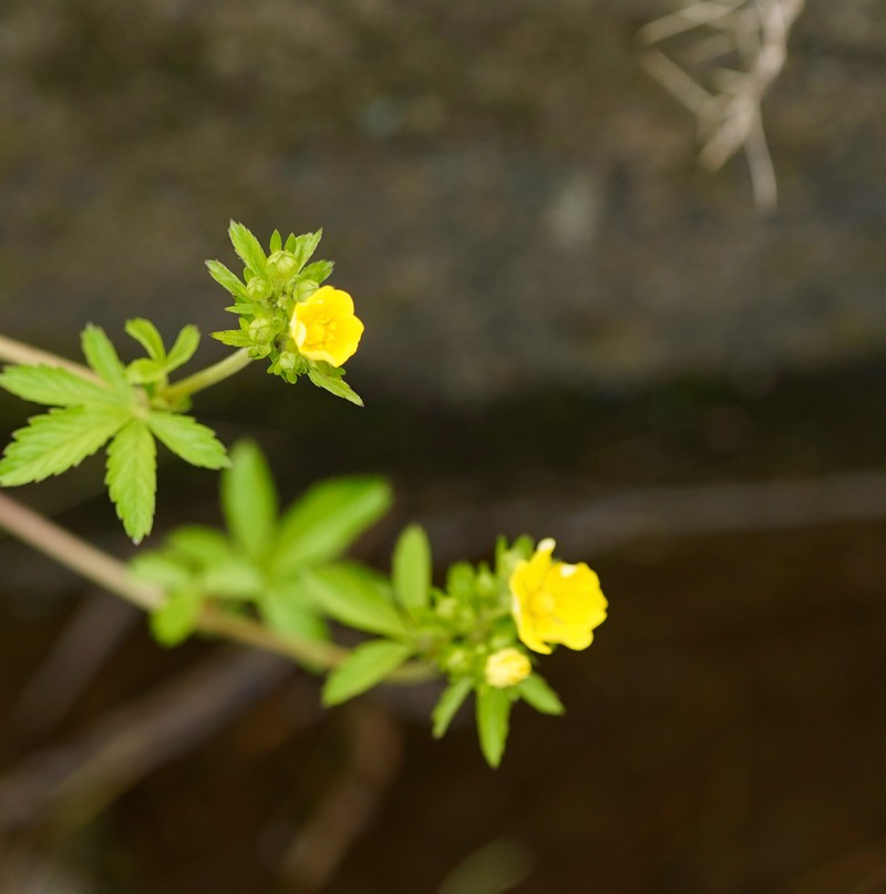 Potentilla sundaica photo 4