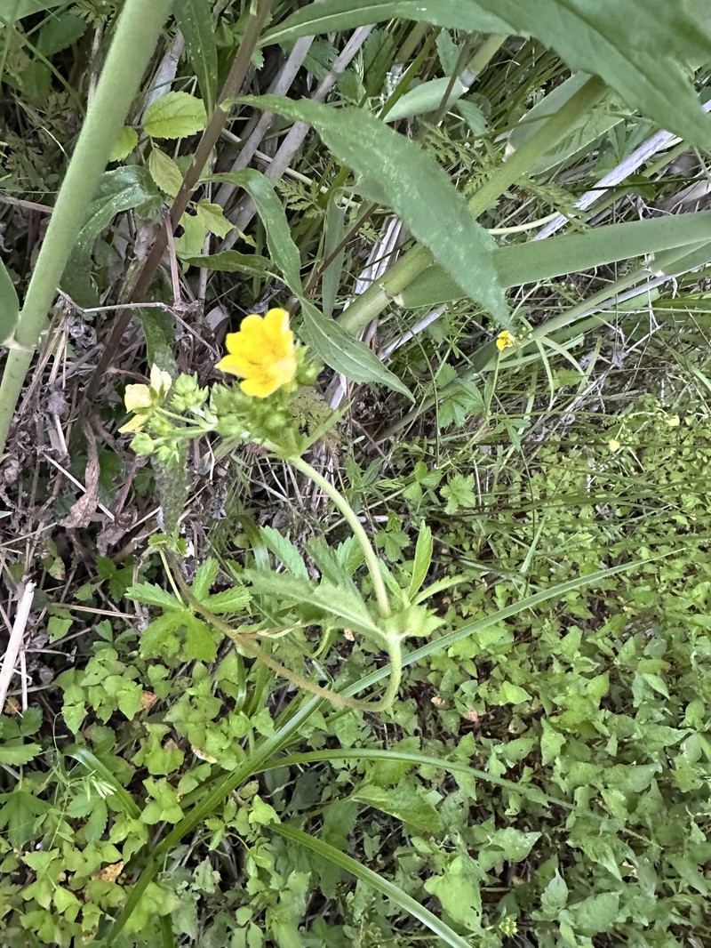 Potentilla sundaica photo 5