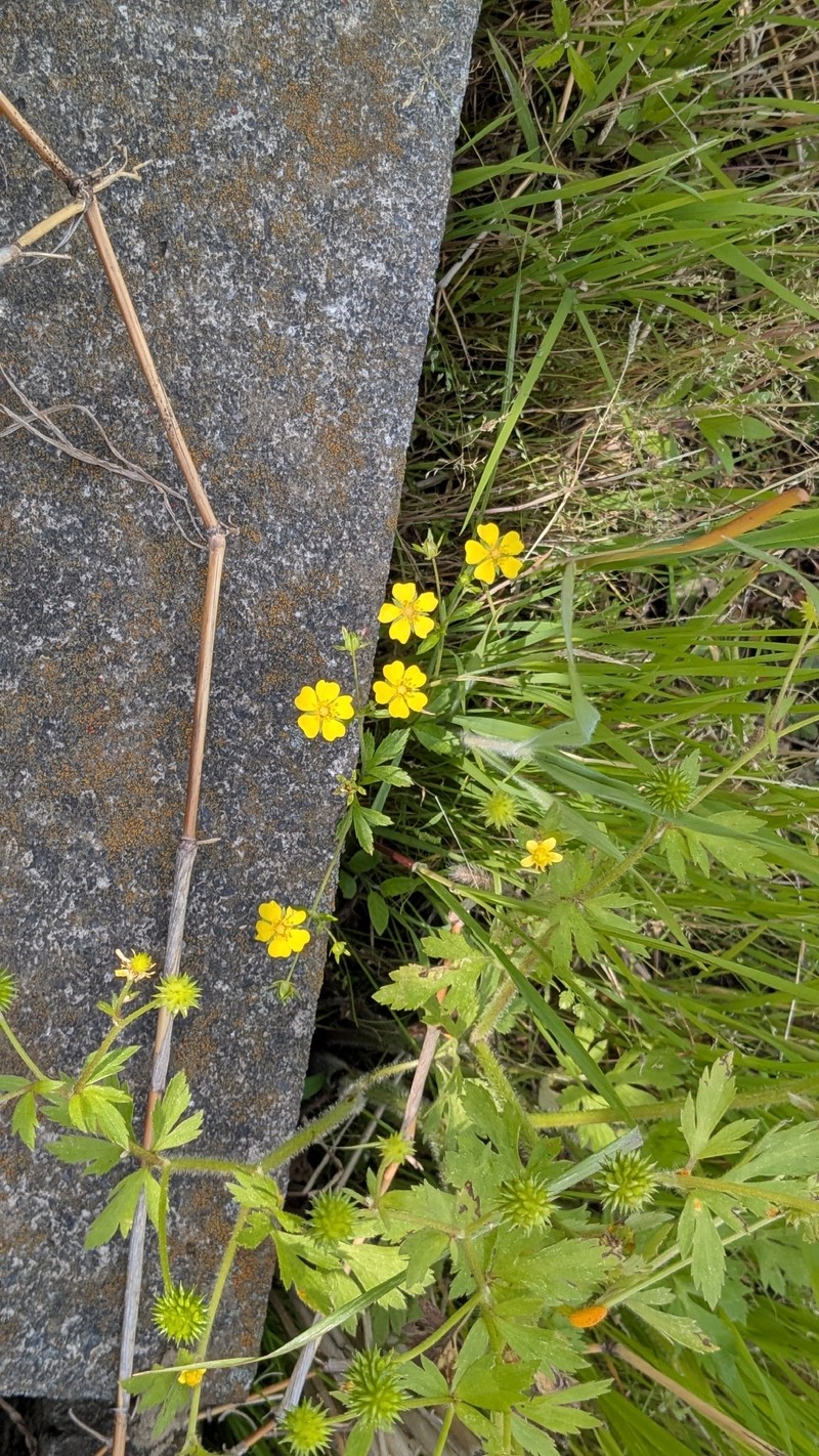 Potentilla sundaica photo 6