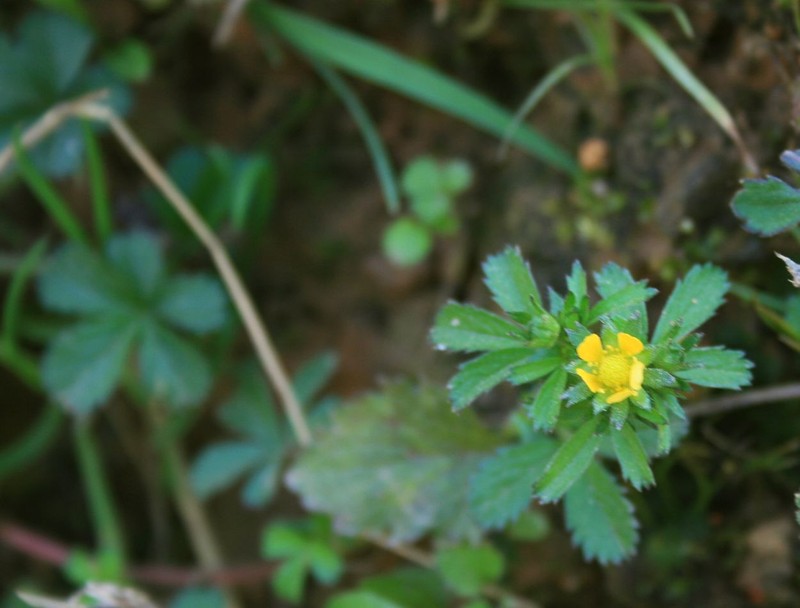 Potentilla sundaica photo 7