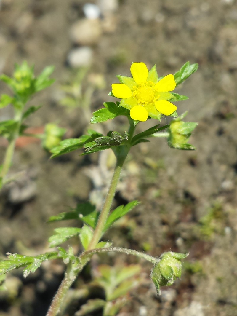Potentilla supina