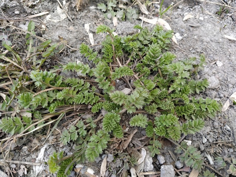 Potentilla supina photo 2