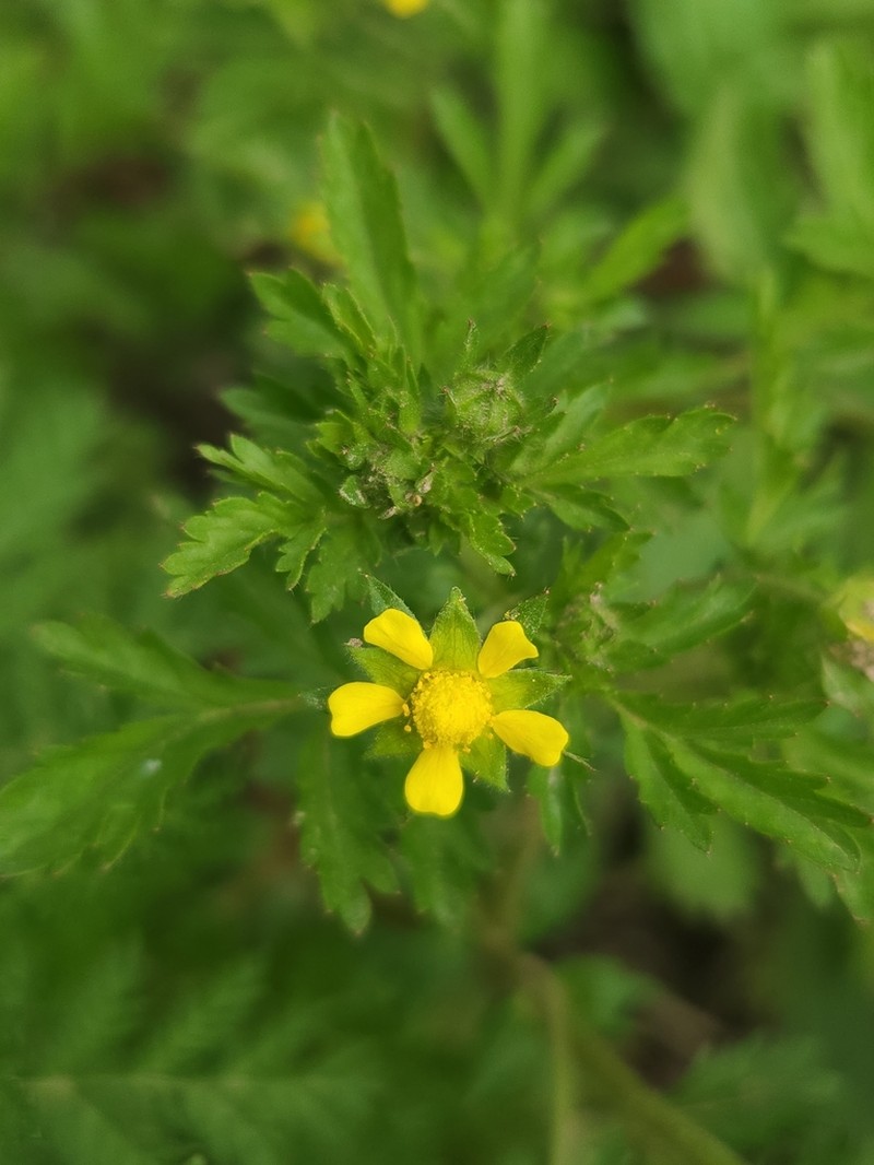 Potentilla supina photo 3