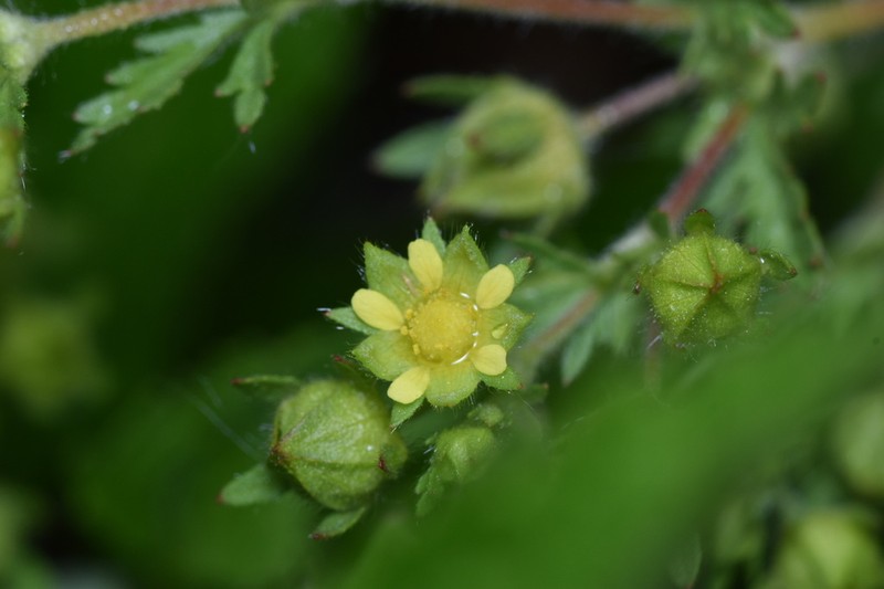 Potentilla supina photo 4