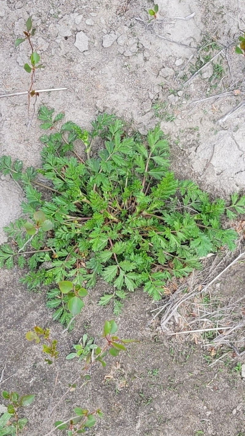 Potentilla supina photo 5