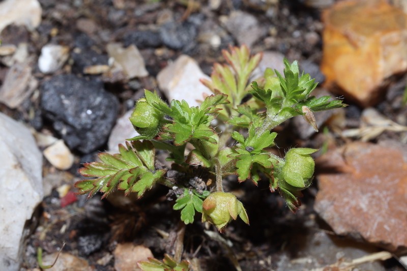 Potentilla supina photo 6