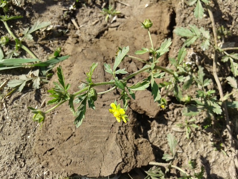 Potentilla supina photo 7