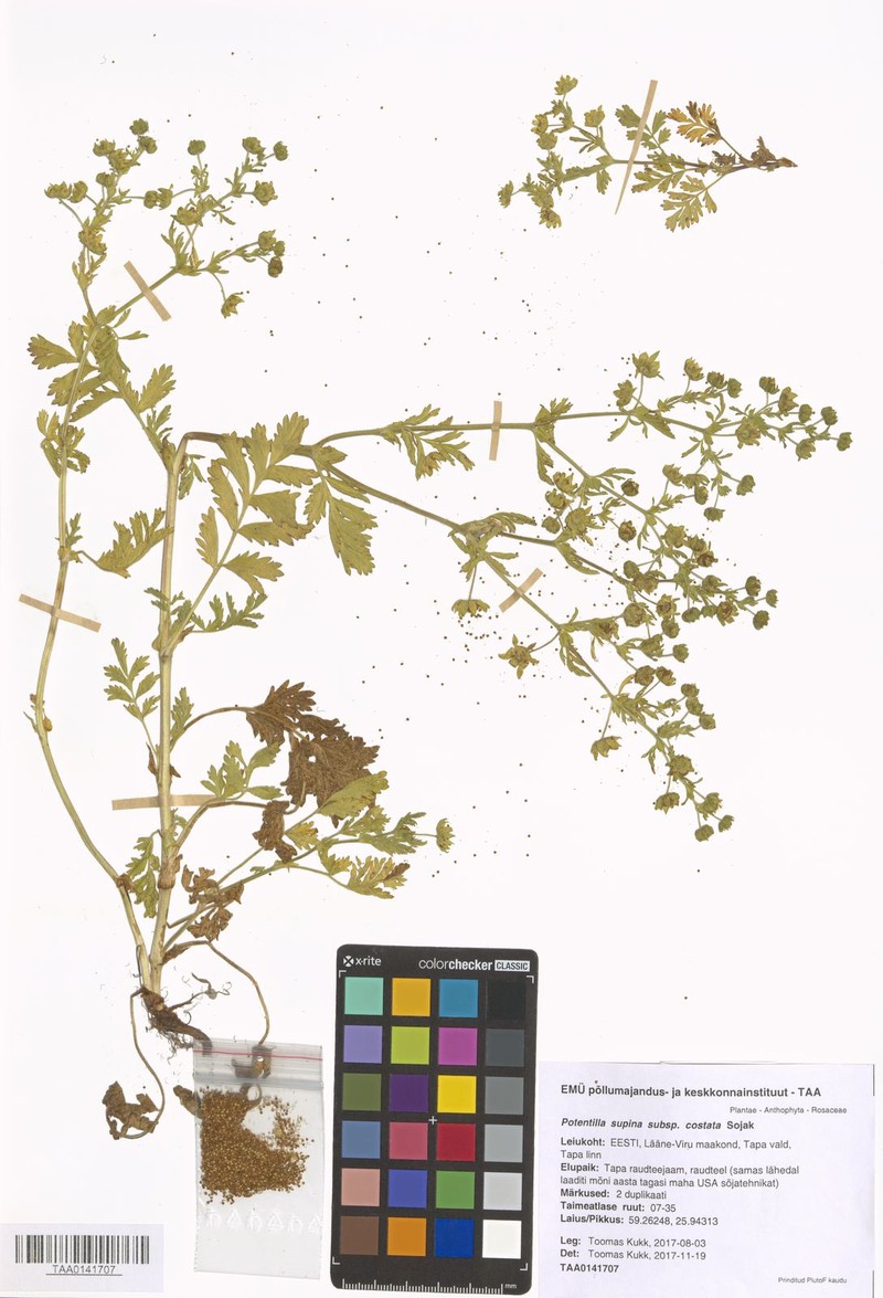 Potentilla supina subsp. costata