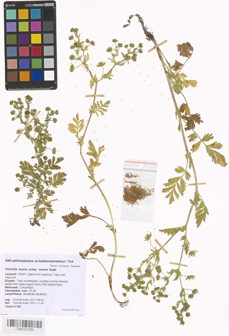 Potentilla supina subsp. costata photo 2