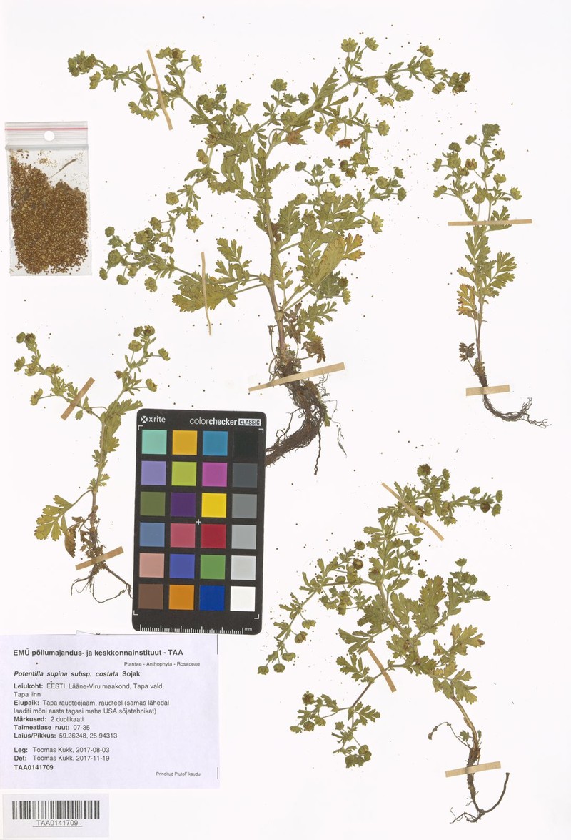 Potentilla supina subsp. costata photo 3