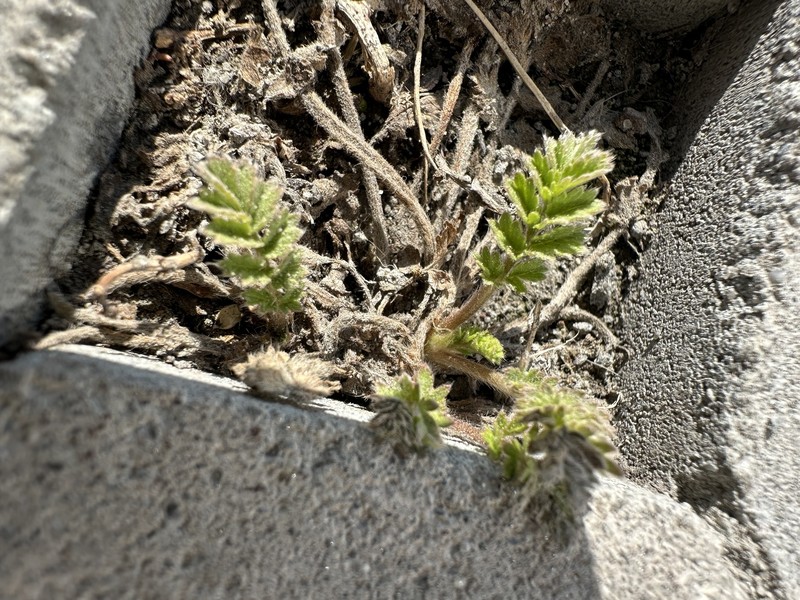 Paradox Cinquefoil