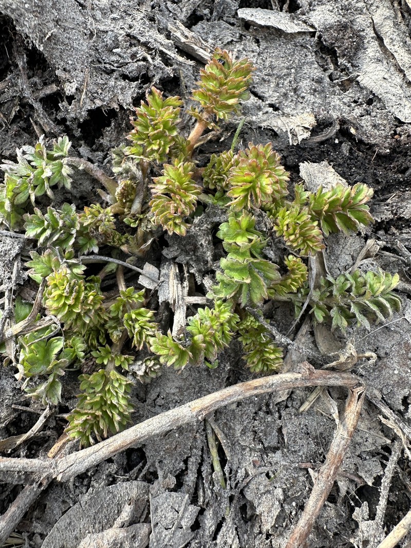 Paradox Cinquefoil photo 2
