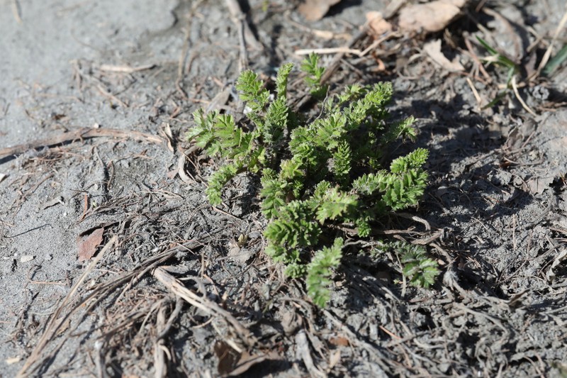 Paradox Cinquefoil photo 3