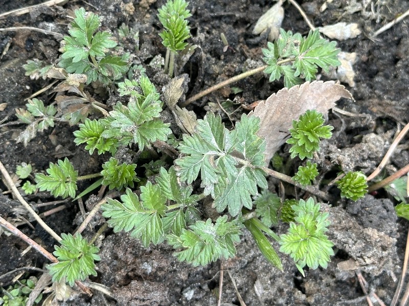 Paradox Cinquefoil photo 4