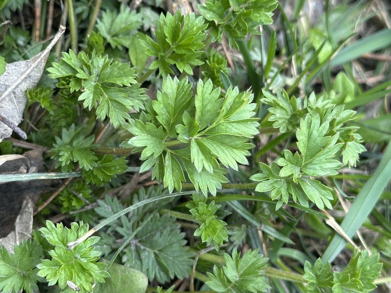 Paradox Cinquefoil photo 5
