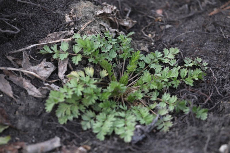Paradox Cinquefoil photo 6