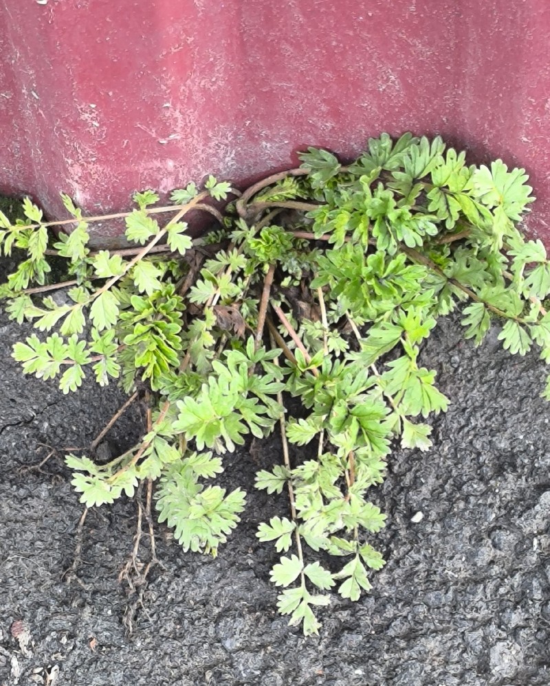 Paradox Cinquefoil photo 7