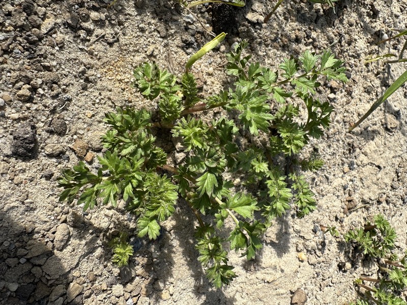 Paradox Cinquefoil photo 8