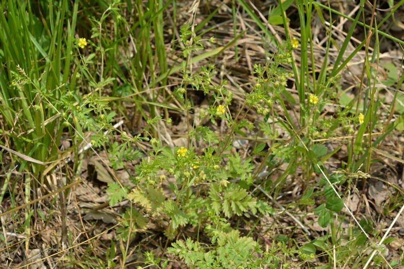 Potentilla supina subsp. supina