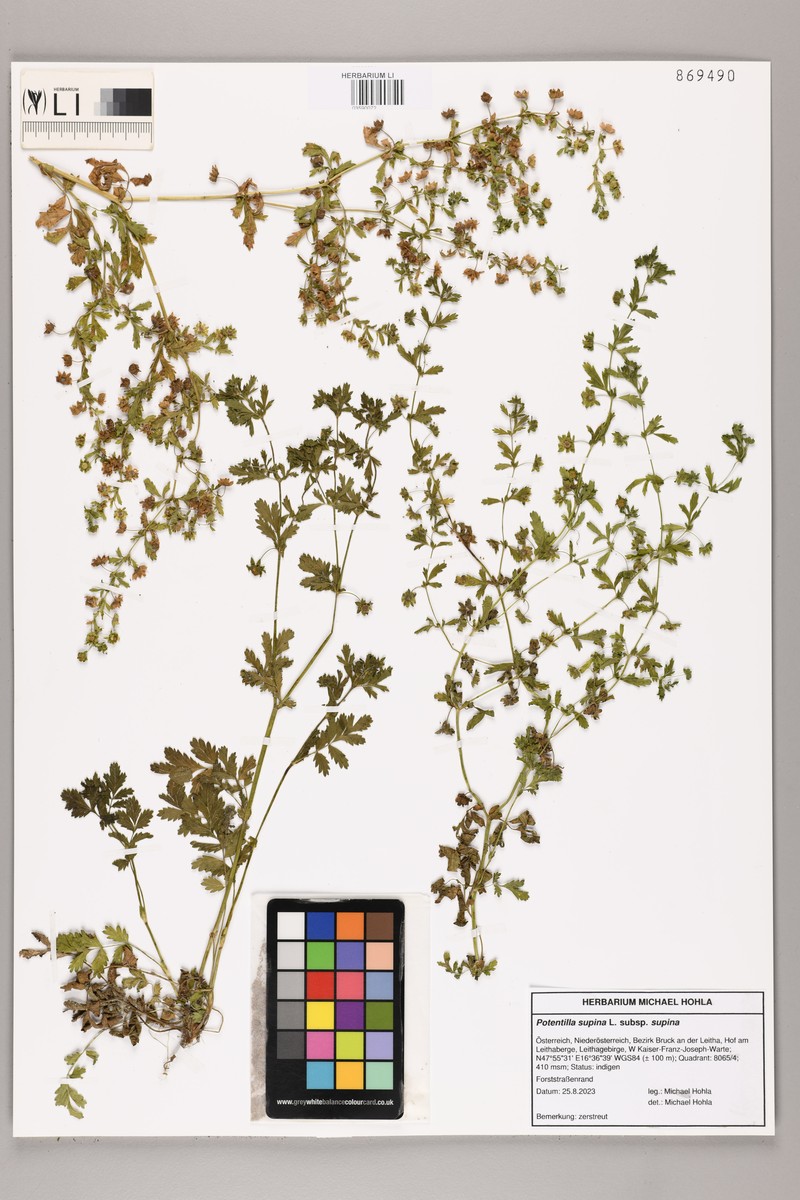 Potentilla supina subsp. supina photo 2
